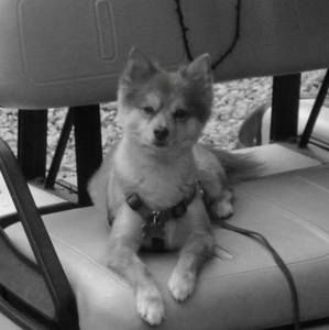 Meet your Posher, Gail